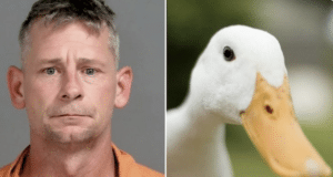 Michigan man decapitates girlfriend's pet duck in extreme instance of domestic violence.
