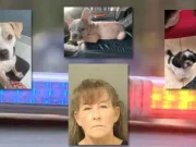 Tammy Garceau Lake Worth, Florida woman leaves 3 dogs to die in hot car