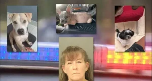 Tammy Garceau Lake Worth, Florida woman leaves 3 dogs to die in hot car