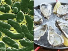 Texas man dies from flesh eating bacteria eating raw oysters