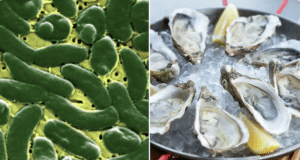 Texas man dies from flesh eating bacteria eating raw oysters