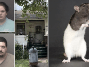 David and Angel Schonabaum, Indiana parents charged after baby found nearly eaten alive by rats.