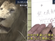 Kenichi Kato Japanese zookeeper mauled to death by lion at safari park.