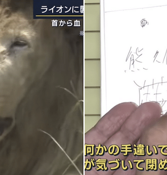 Kenichi Kato Japanese zookeeper mauled to death by lion at safari park.