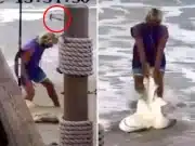 Brian Waddill, Florida man who beat shark to death avoids jail