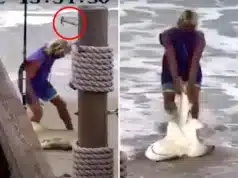 Brian Waddill, Florida man who beat shark to death avoids jail