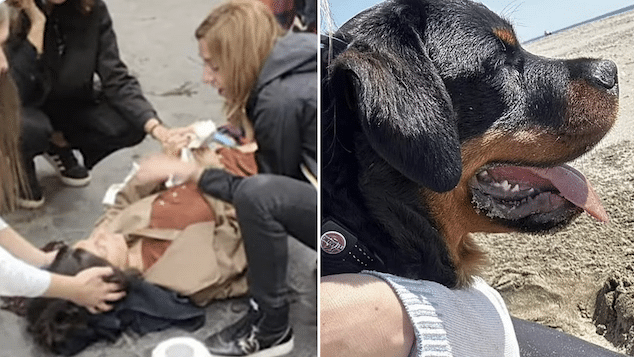 Ludovica Caprino pregnant Swiss tourist hit by falling Rottweiler dog