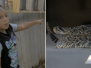 Angelo Owens, 9 year old Florida boy mistakes a rattlesnake for a stuffed animal