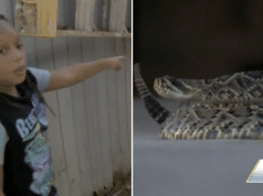 Angelo Owens, 9 year old Florida boy mistakes a rattlesnake for a stuffed animal