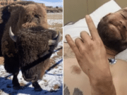 Halen Carbajal, Provo, Utah man gored by bison