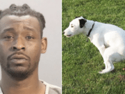 Stefen White, Knoxville, Tennessee man shoots neighbor dead over dog excrement dispute