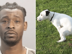 Stefen White, Knoxville, Tennessee man shoots neighbor dead over dog excrement dispute