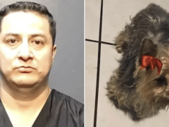 Benjamin Aguilar Texas dog groomer punches & kills Yorkie during haircut