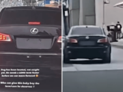 Destiny Gomez saves dog dumped on Long Beach, California road by Lexus driver.