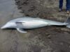 Dolphin Found Shot Dead on Louisiana Beach along Cameron Parish coast.