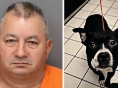 Domingo Rodriguez, Florida dog owner decapitates bulldog one day after adoption from animal shelter.