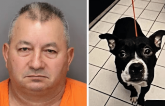 Domingo Rodriguez, Florida dog owner decapitates bulldog one day after adoption from animal shelter.