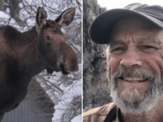 Dale Chorman, Homer, Alaska photographer killed by mother moose trying to take photos of her calves.