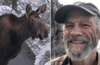 Dale Chorman, Homer, Alaska photographer killed by mother moose trying to take photos of her calves.