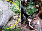 Woman eaten by 16ft python in Indonesia.