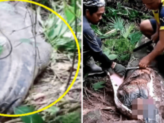 Woman eaten by 16ft python in Indonesia.