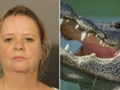 Robin Jean Puryear id as Texas woman found in jaws of alligator