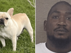Kimani Joehon Marshall N.C Fedex driver steals French bulldog