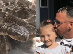 Joseph Ricciardella, Torrington, Connecticut man nearly dies after bitten by rattlesnake he was trying to assist off road.