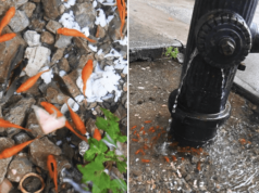Bed-Stuy goldfish pond leaves Brooklyn locals divded.