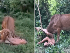 Evgenii Kuvshinov, Russian man tries to sexually abuse cow in the Ban Na Doem provence in Thailand.