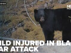 Black bear mauls 3 year old girl at Montana south of Red Lodge, near Yellowstone National Park.