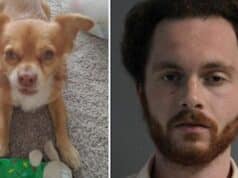 Peter Minichello, West Islip, NY man banned from ever owning pets after beating aunt's chihuahua to death.