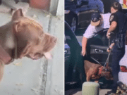 Pedro Luis Ortega, San Diego, California man mauled to death by his three pet American bully dogs (xl bully breed).