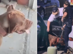Pedro Luis Ortega, San Diego, California man mauled to death by his three pet American bully dogs (xl bully breed).