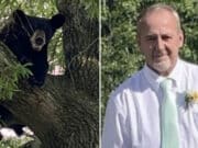Virginia hunter killed after bear shot in tree falls on top of him