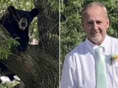 Virginia hunter killed after bear shot in tree falls on top of him