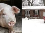 Rebecca Westergaard, Pataskala, Ohio woman, 75, mauled to death & partially eaten by her neighbor's pigs