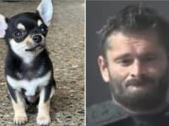 James Williamson, Atmore, Texas, dog owner cooks Chihuahua pet dog in oven, killing canine for barking too much.