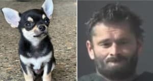 James Williamson, Atmore, Texas, dog owner cooks Chihuahua pet dog in oven, killing canine for barking too much.