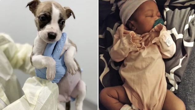 Kiyanna Winfield, Queens one month old baby wasn’t mauled to death by pit bull NYC medical examiner says