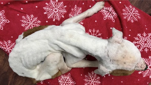 Lindsay Meelan, Clark Mills, upstate NY woman abandons emaciated dog, ‘Rhett’ in apartment.