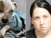 Lindsay Meelan, Clark Mills, upstate NY woman abandons emaciated dog, ‘Rhett’ in apartment.