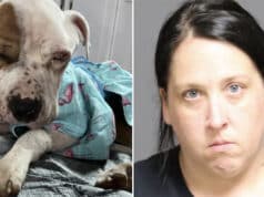 Lindsay Meelan, Clark Mills, upstate NY woman abandons emaciated dog, ‘Rhett’ in apartment.