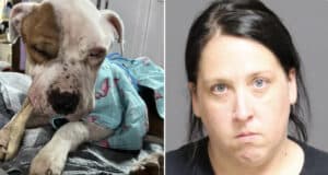 Lindsay Meelan, Clark Mills, upstate NY woman abandons emaciated dog, ‘Rhett’ in apartment.