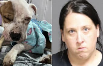 Lindsay Meelan, Clark Mills, upstate NY woman abandons emaciated dog, ‘Rhett’ in apartment.