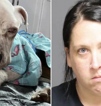 Lindsay Meelan, Clark Mills, upstate NY woman abandons emaciated dog, ‘Rhett’ in apartment.