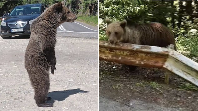 Omar Farang Zin, Italian tourist killed in bear attack in Romania