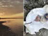 Kevin Ewing, Tacoma, Washington man walking on beach at Washington State Park finds amputated toe in gift box