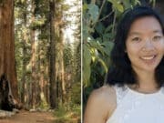 Angelina Lin, Google engineer killed in freak accident by falling branch hiking Yosemite National Park