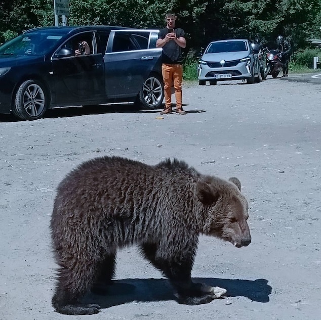 Italian tourist killed in bear attack in Romania